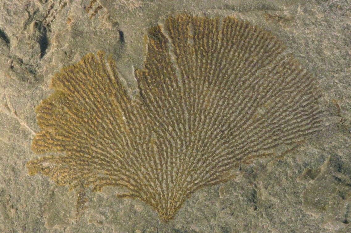 collections-of-palaeontology