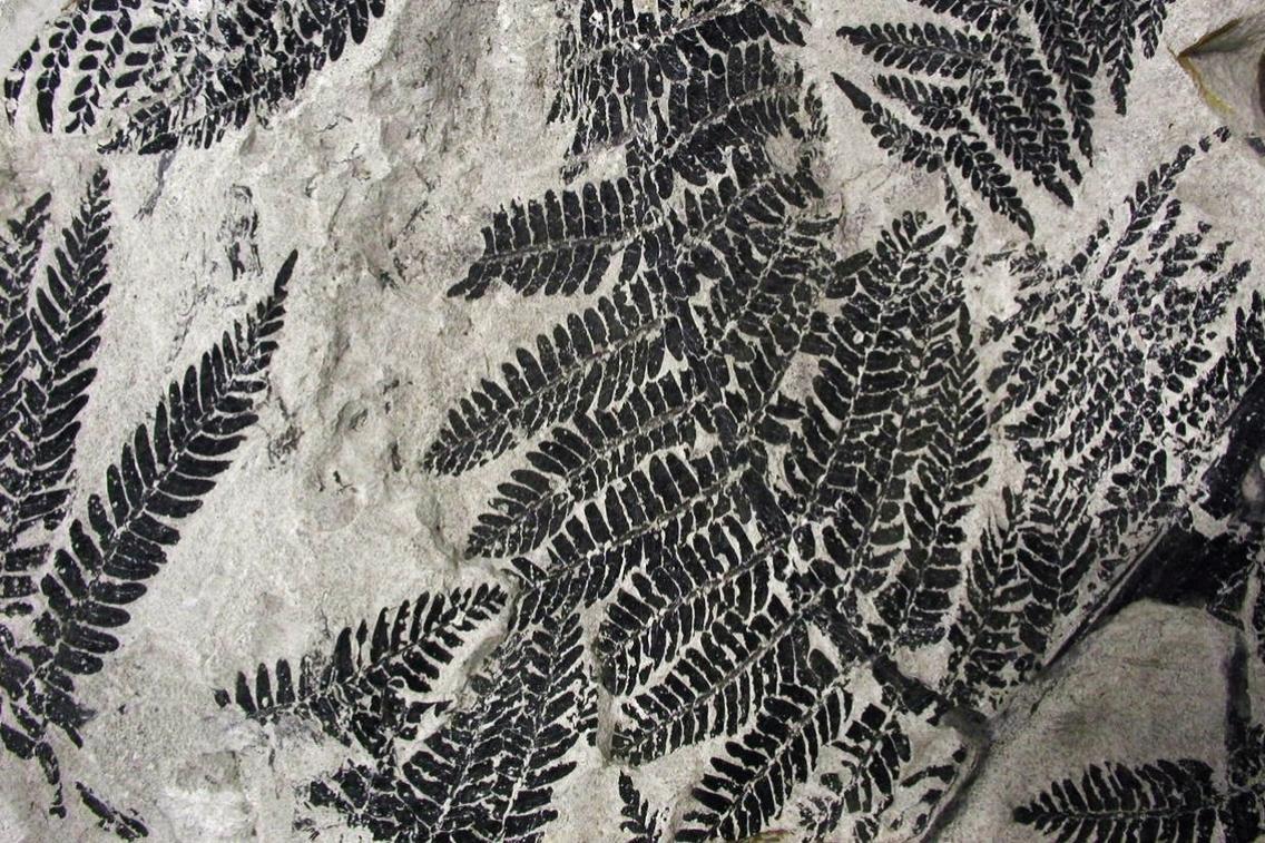 palaeobiodiversity-centre