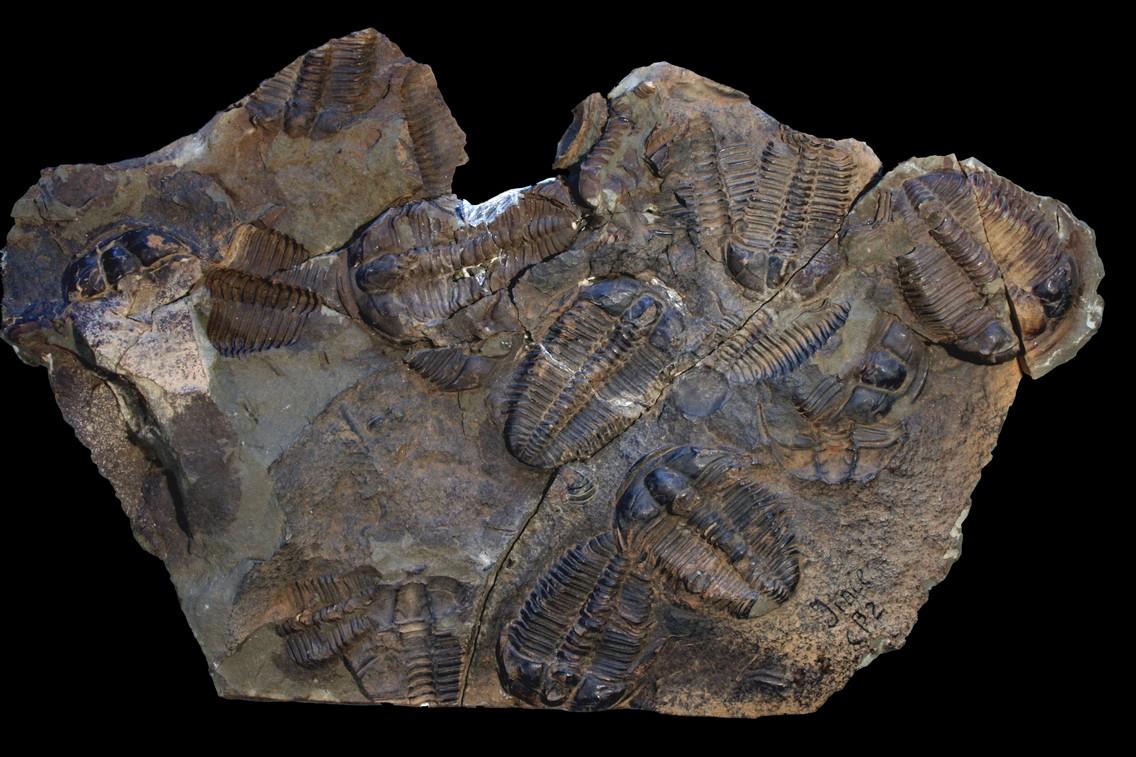 paleontologicke-sbirky