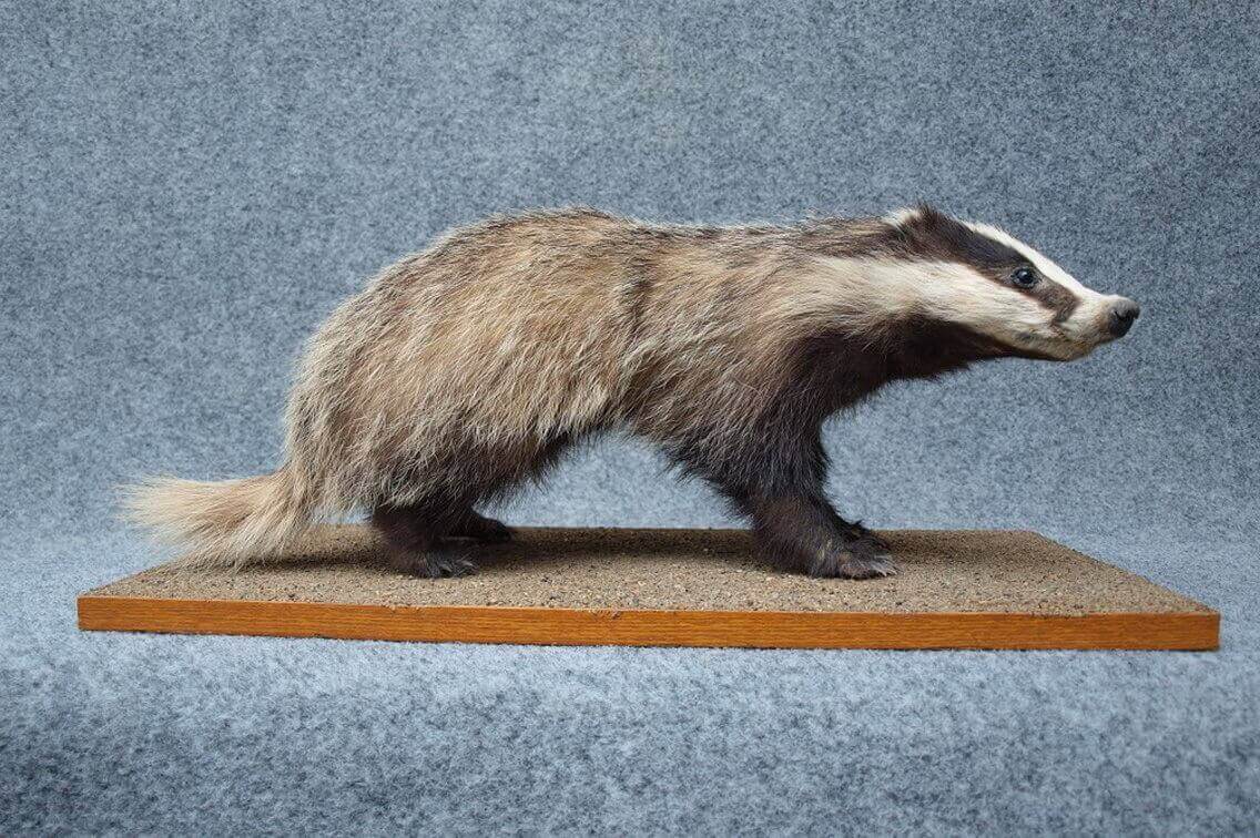 zoologicka-sbirka