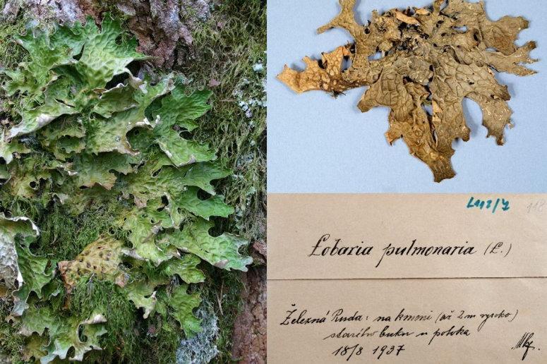botanical-collections