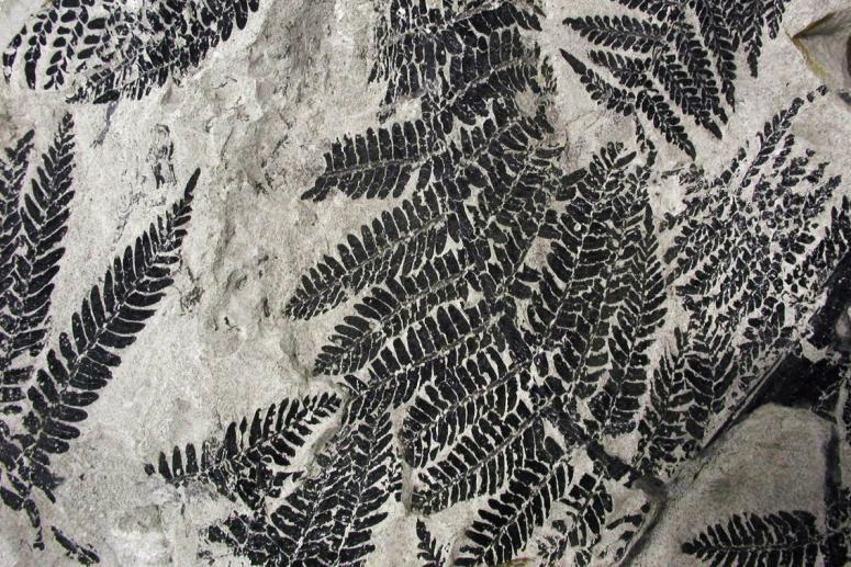 centrum-paleobiodiversity