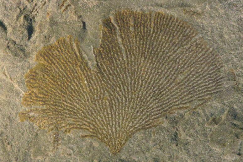collections-of-palaeontology