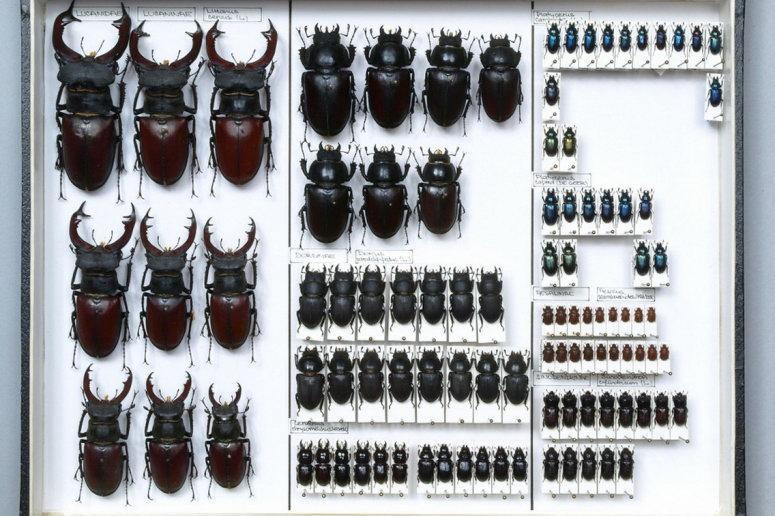 entomological-collection