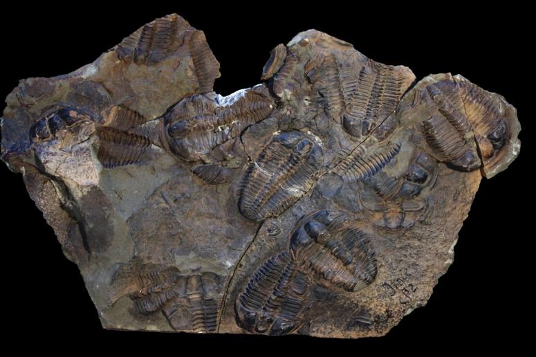 paleontologicke-sbirky