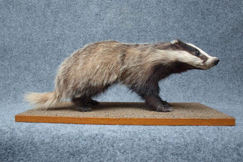zoological-collection